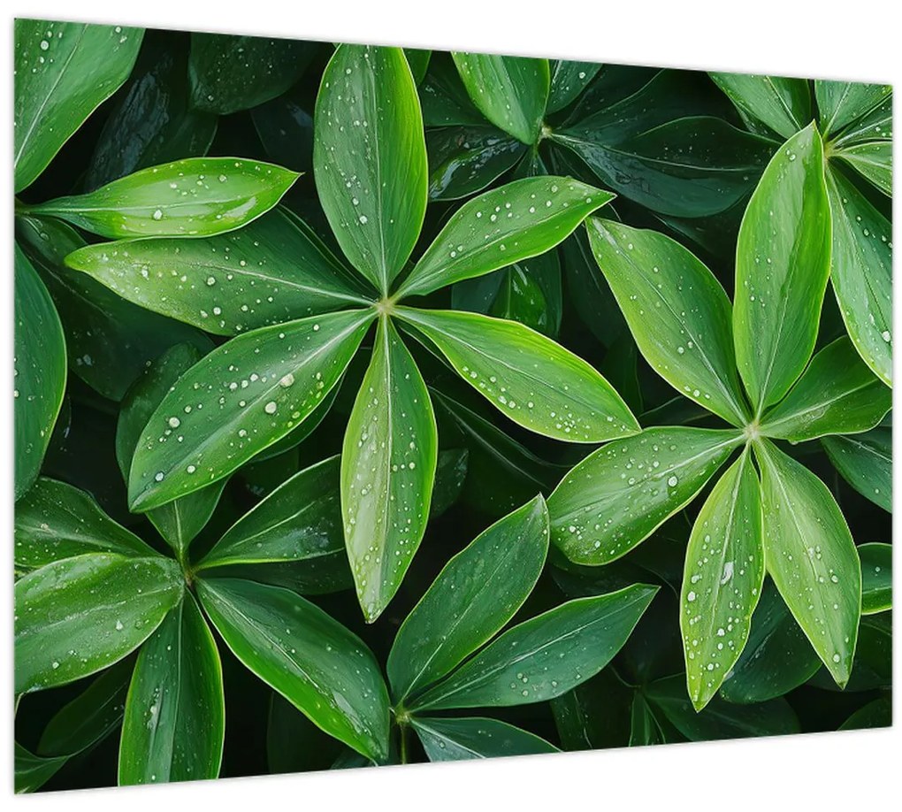 Tablou pe sticlă - Frunze cu picături de rouă (70x50 cm)