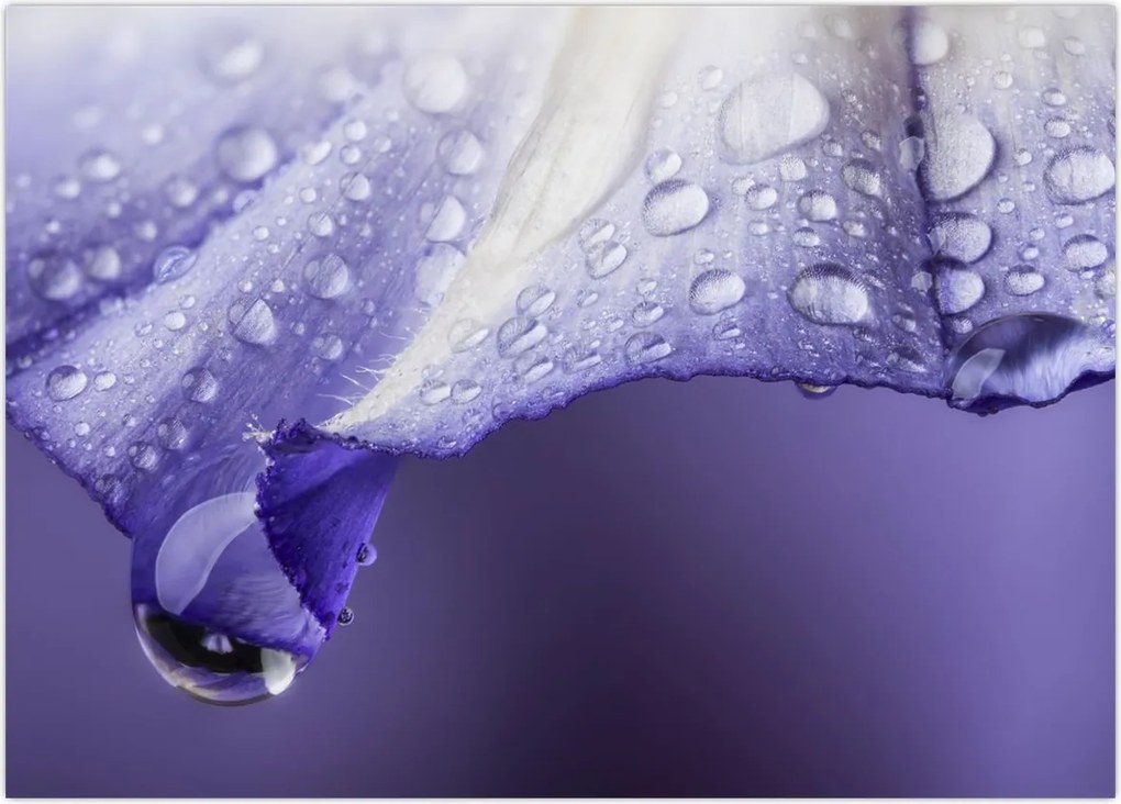 Tablou - Petală cu picături (70x50 cm)