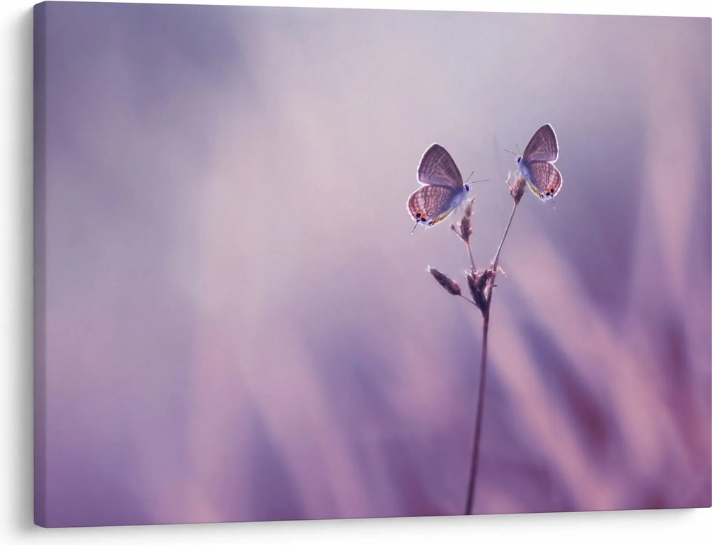 Tablou - Fluturi mov (70x50 cm)