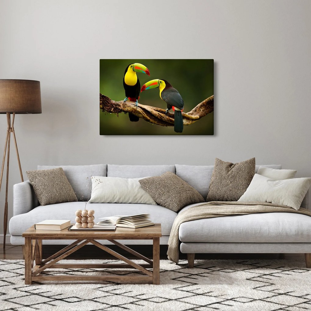 Tablou tucani sezând , Costa Rica (90x60 cm)