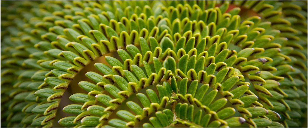 Tablou - Fern (120x50 cm)