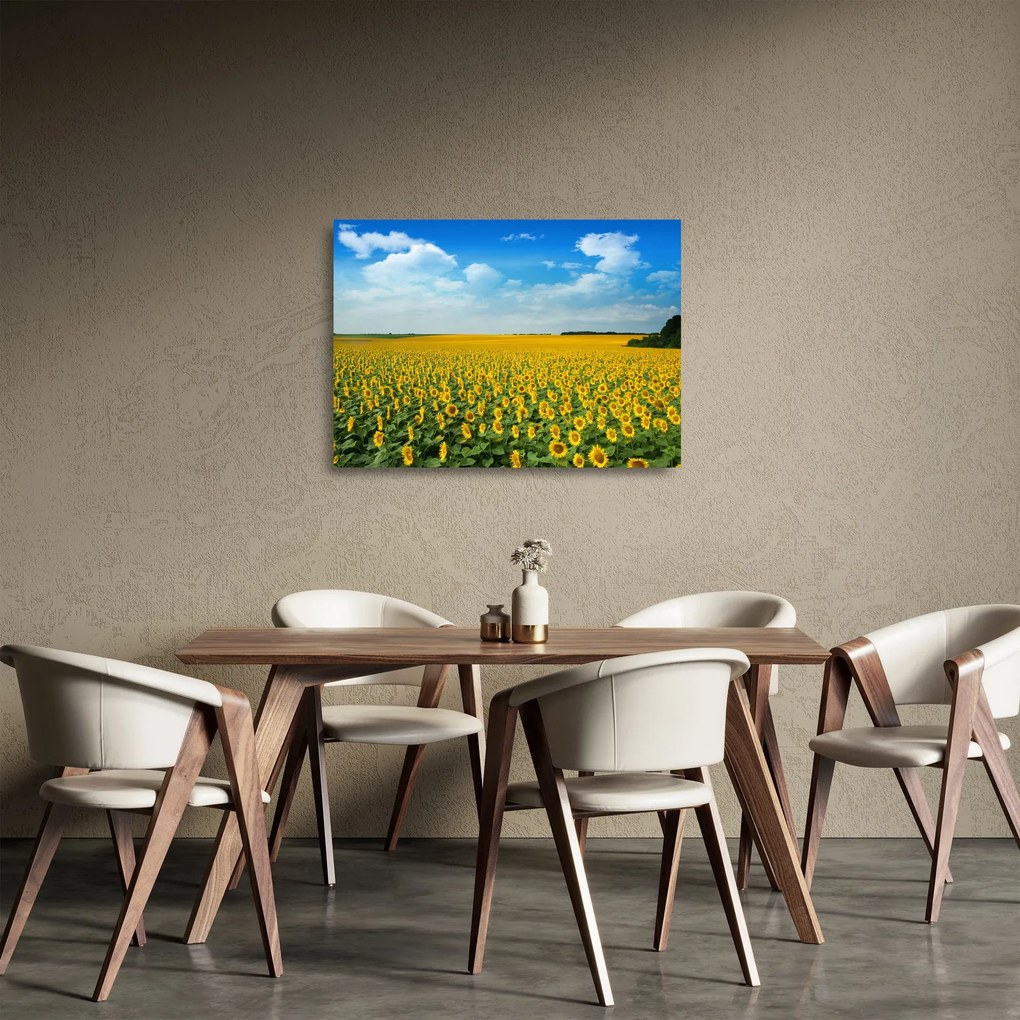 Tablou pe sticlă - câmp cu floarea soarelui (70x50 cm)