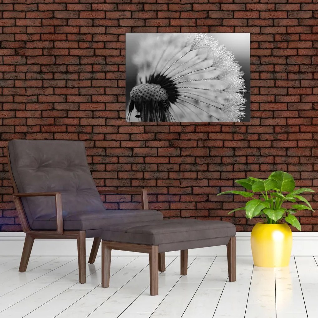 Tablou pe sticlă cu păpădie - albnegru (70x50 cm)