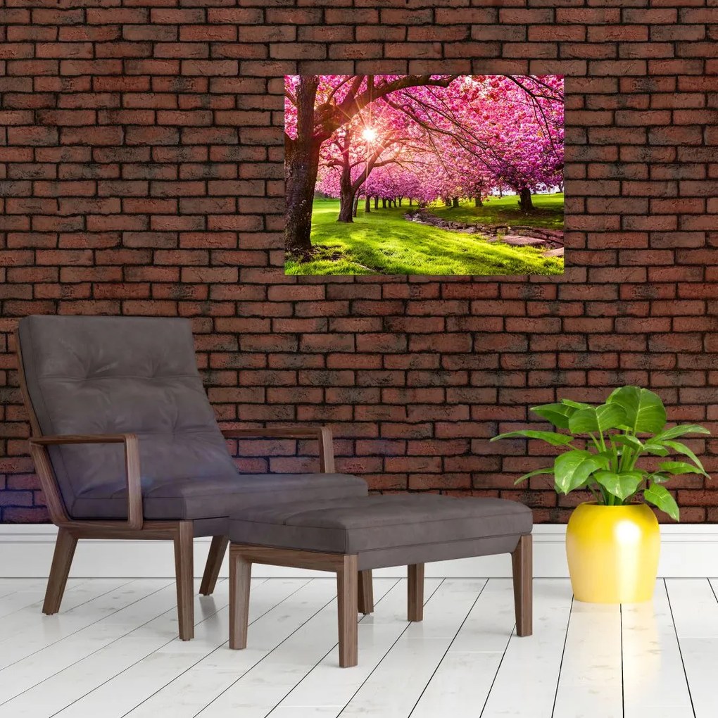 Tablou pe sticlă - Cireși înfloriți, Hurd Park, Dover, New Jersey (70x50 cm)
