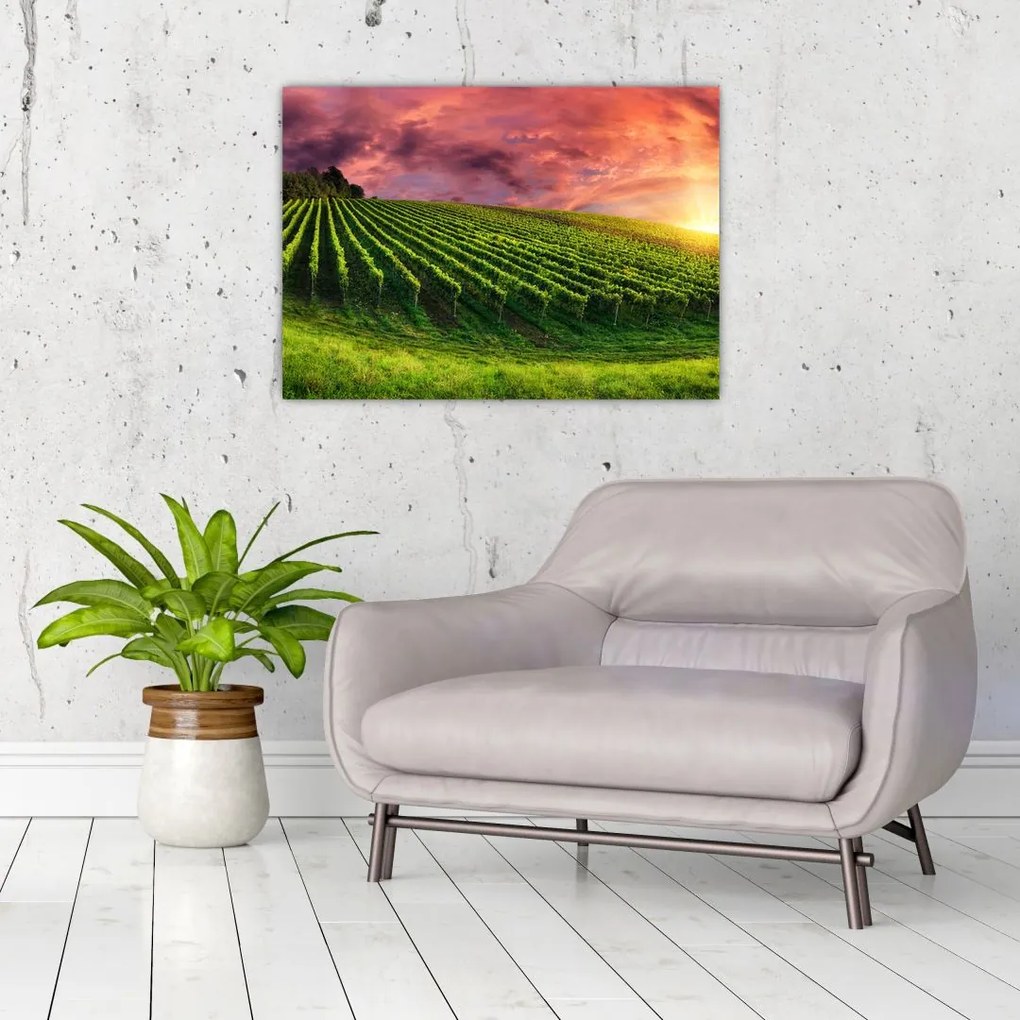 Tablou pe sticlă cu vie cu cerul color (70x50 cm)