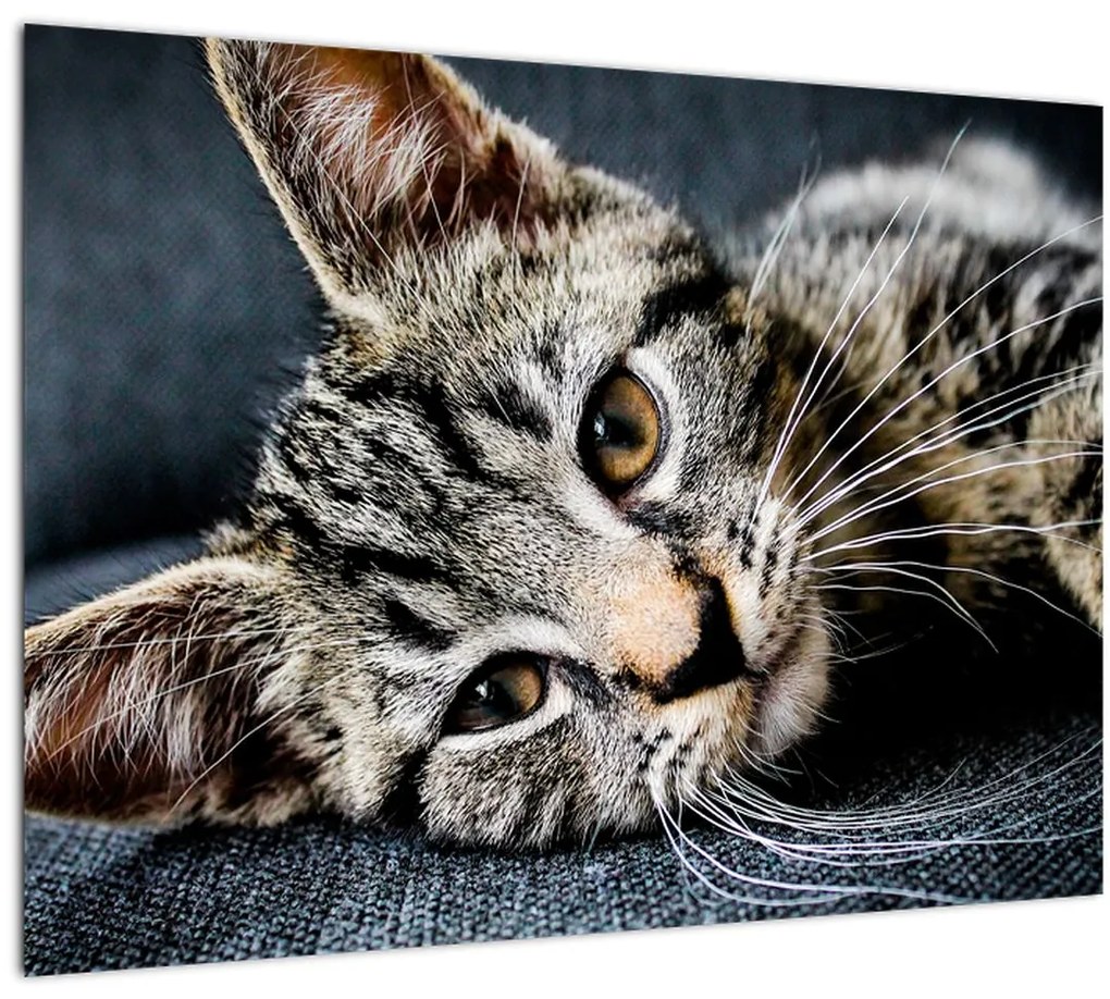 Tablou - Pisoi (70x50 cm)