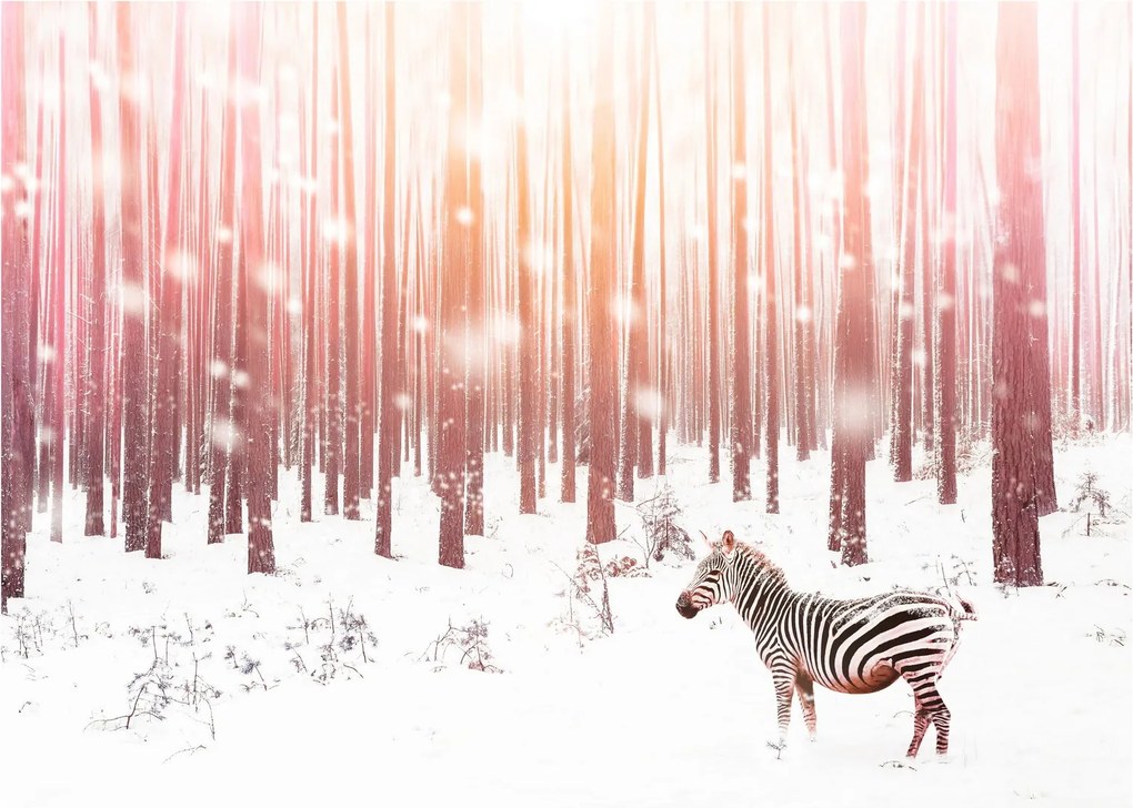 Tablou pe sticlă - Zebra în pădurea înzăpezită (70x50 cm)