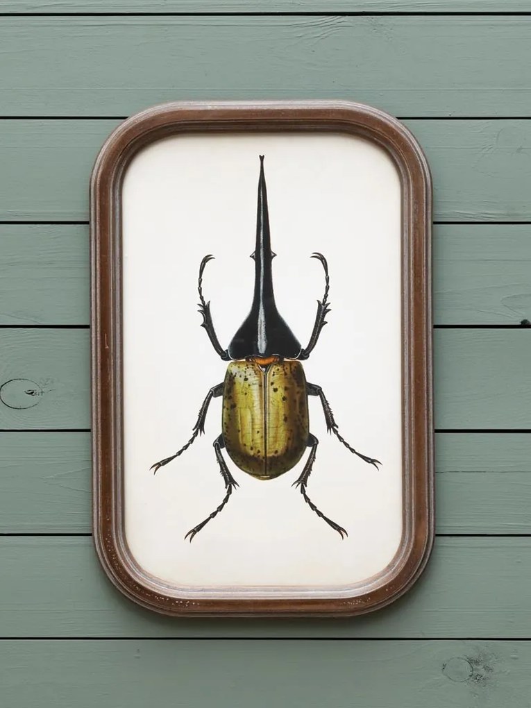 Set 9 tablouri cu insecte, cu rama din lemn de pin, Insects