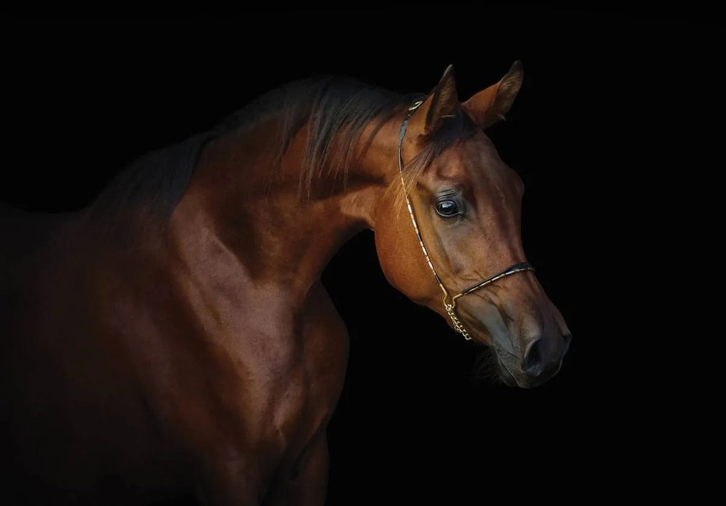 Fototapet - Calul maro pe fundal negru (254x184 cm)