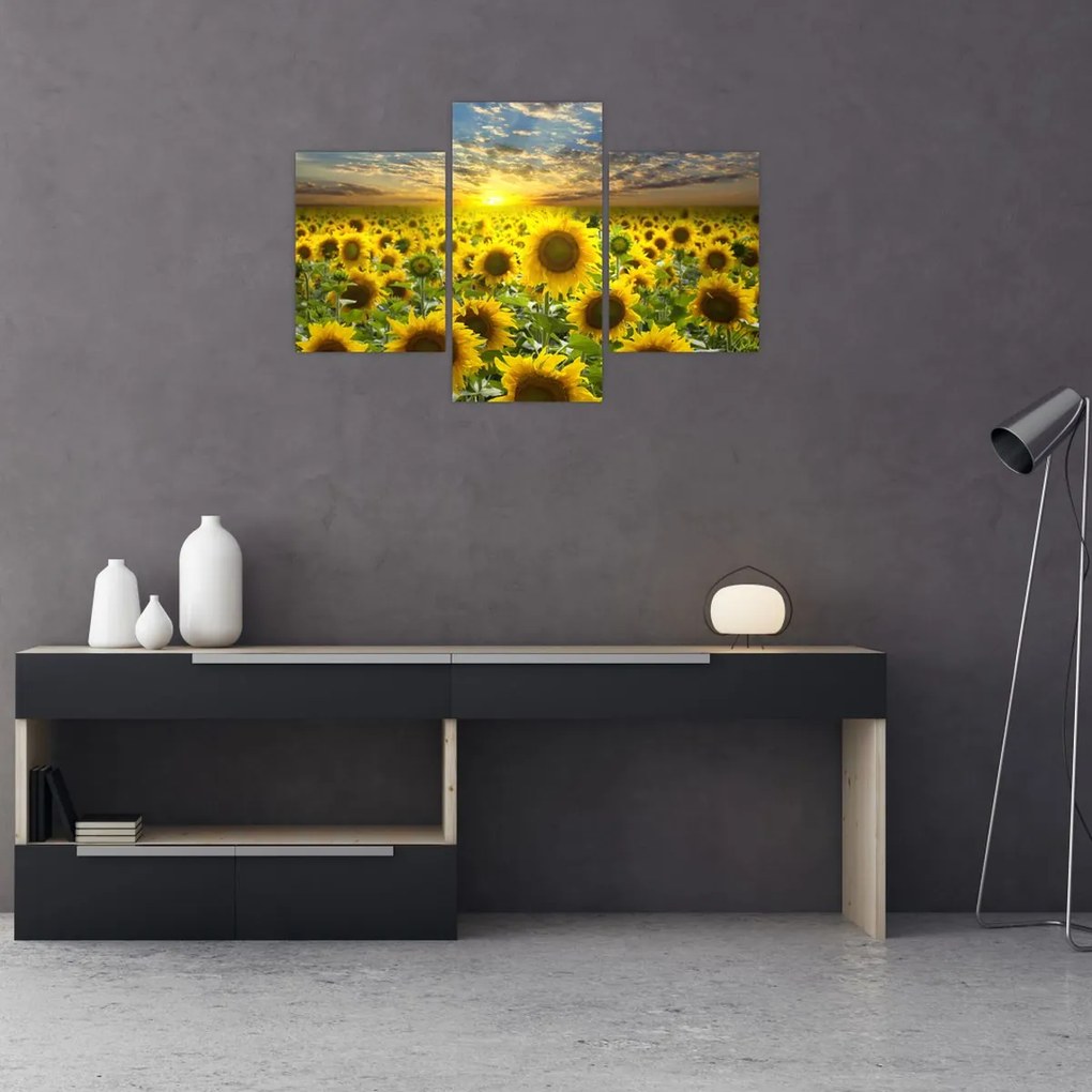 Tablou - Floarea-soarelui la apus de soare (90x60 cm)