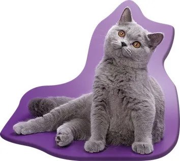 Pisică Grey pernă decorativă 36x40 cm Velur