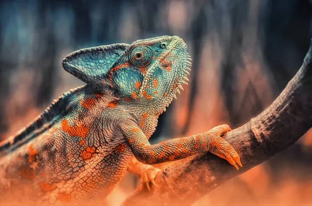 Fotografie chameleon, Detlef Knapp