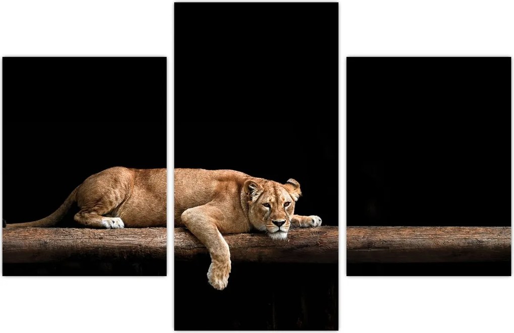 Tablou - Lioness (90x60 cm)