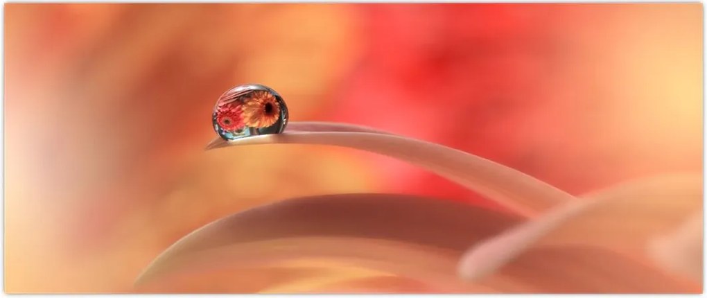 Tablou picăturii de rouă pe floare (120x50 cm)