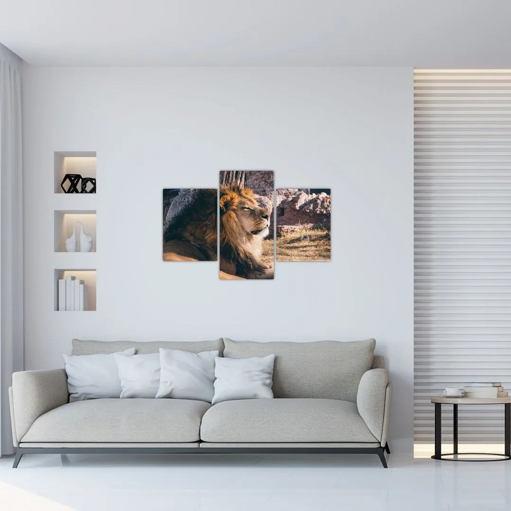 Tablou cu leul dormind (90x60 cm)