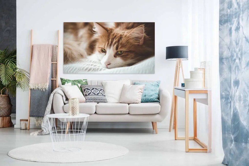 Tablou canvas cap de pisica - 90x60cm