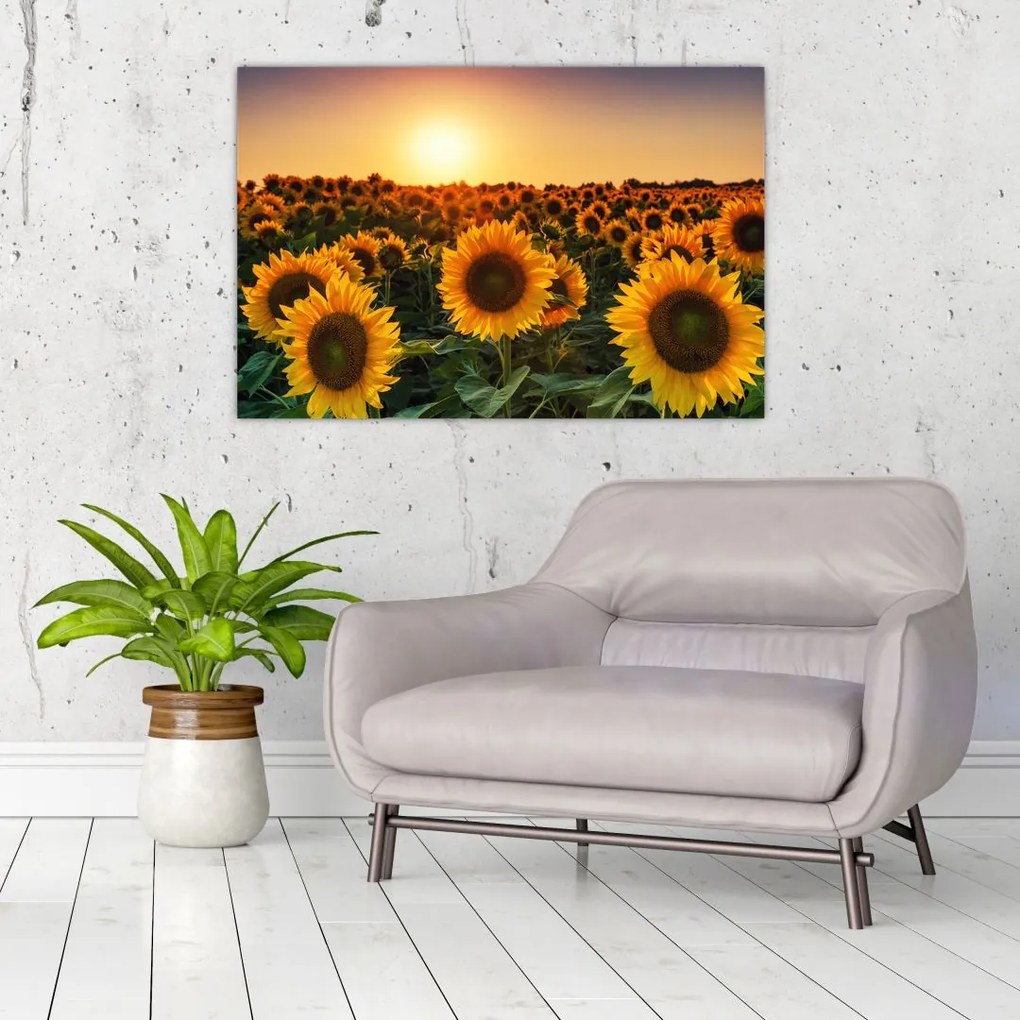 Tablou - Floarea soarelui (90x60 cm)