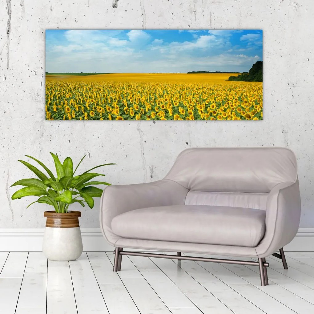 Tablou - câmp cu floarea soarelui (120x50 cm)
