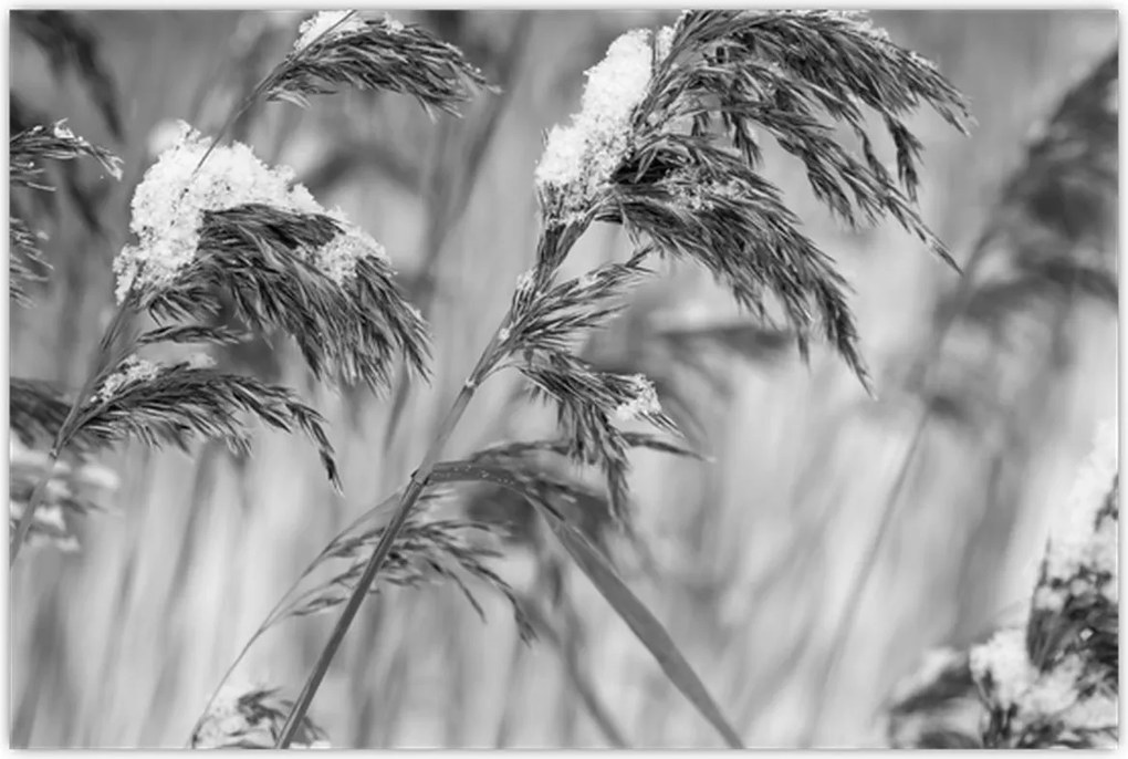 Tablou - Tei,alb-negru (90x60 cm)