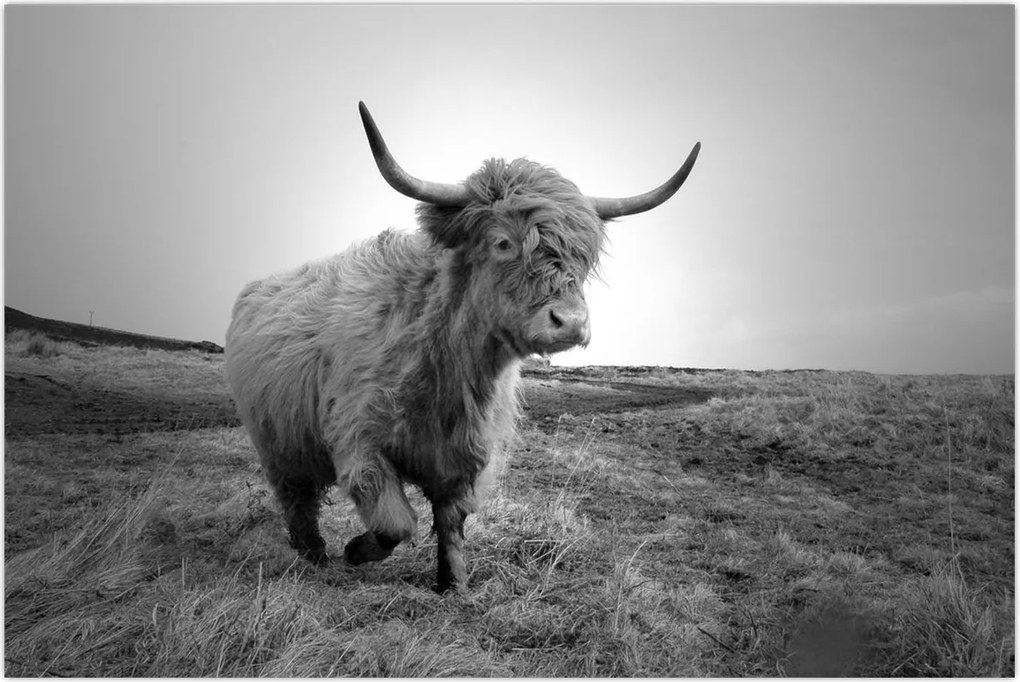 Tablou - Vacă scoțiană,alb-negru (90x60 cm)