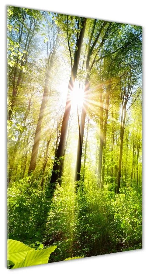 Tablou din Sticlă Soare în pădure
