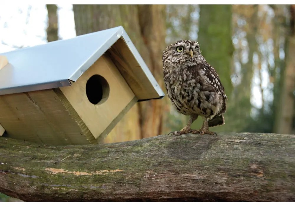 Căsuță pentru bufnițe din lemn – Esschert Design
