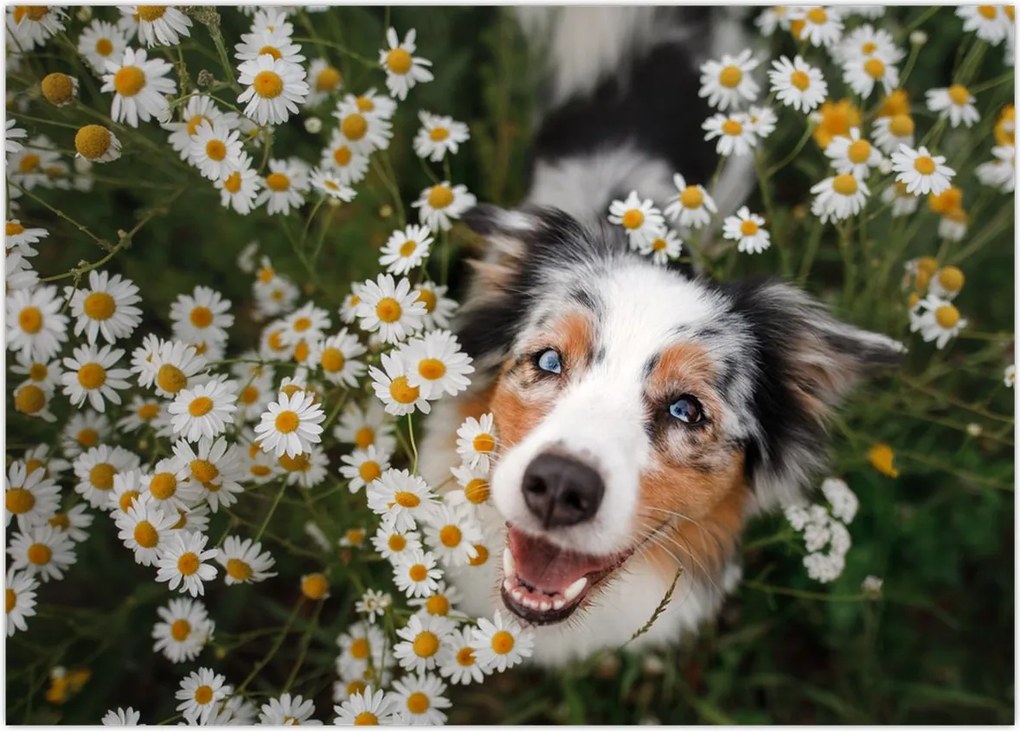 Tablou - Ciobănesc australian (70x50 cm)