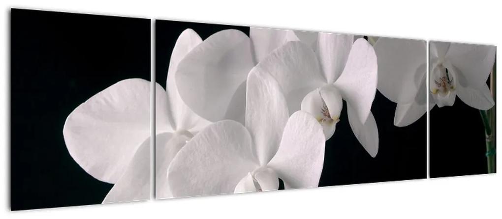 Tablou - orhidee albă (170x50cm)