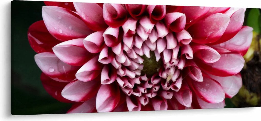 Tablou cu dalie roz (120x50 cm)