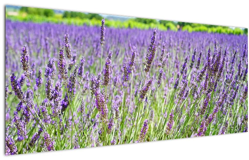 Tablou - Lavandă în câmp (120x50 cm)