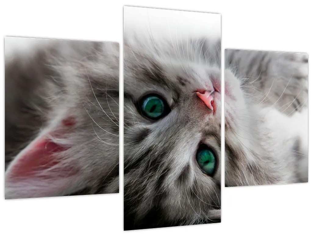 Tablou - Pisica cu ochi verzi (90x60 cm)
