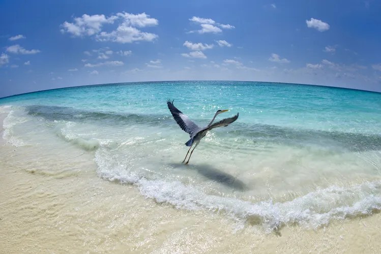 Fotografie Take-off, Roberto Marchegiani