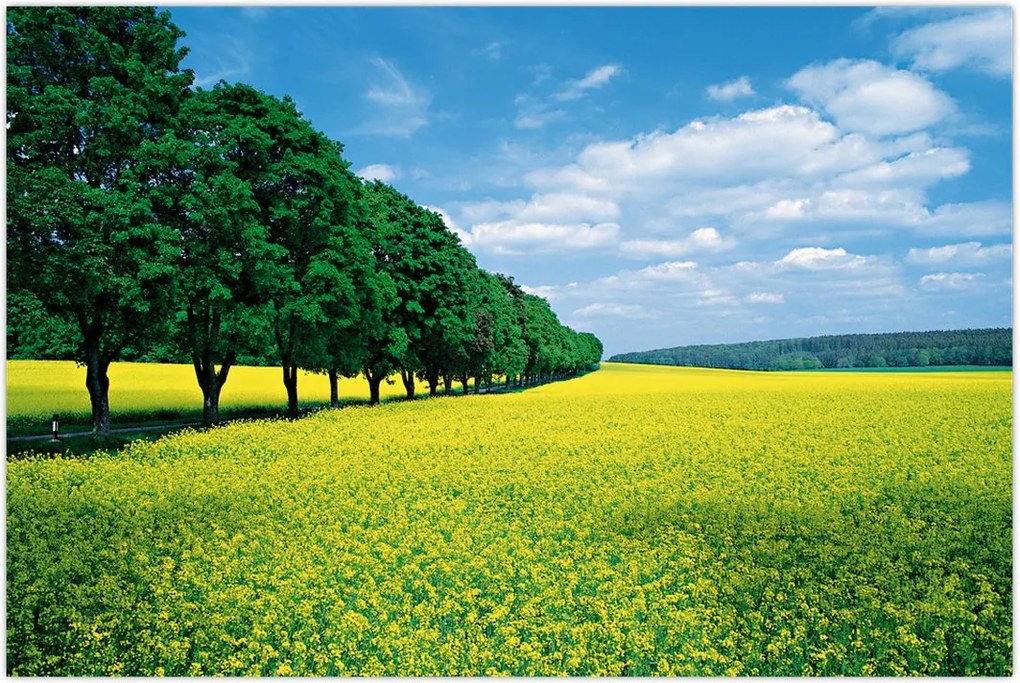 Tablou - Câmp cu alei (90x60 cm)