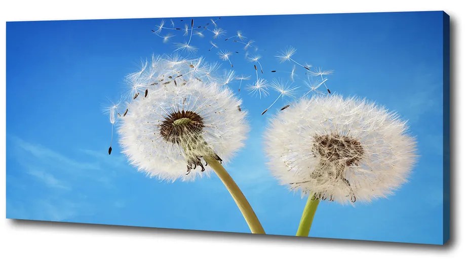 Print pe canvas Păpădia