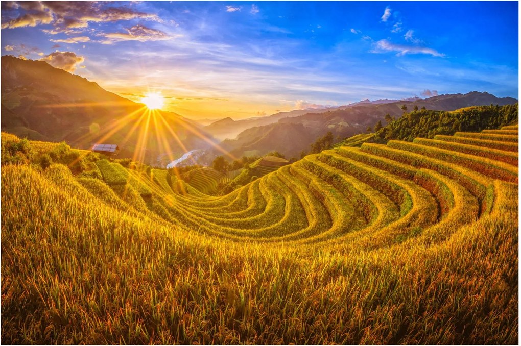 Tablou - Terasele de orez din Vietnam (90x60 cm)