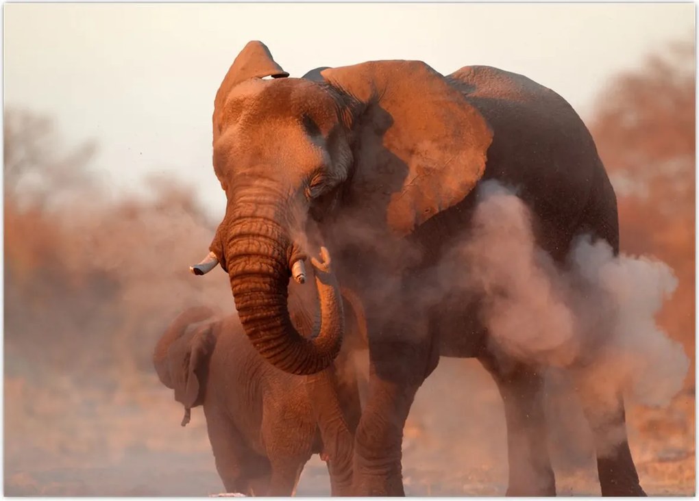 Tablou - Marele elefant african (70x50 cm)