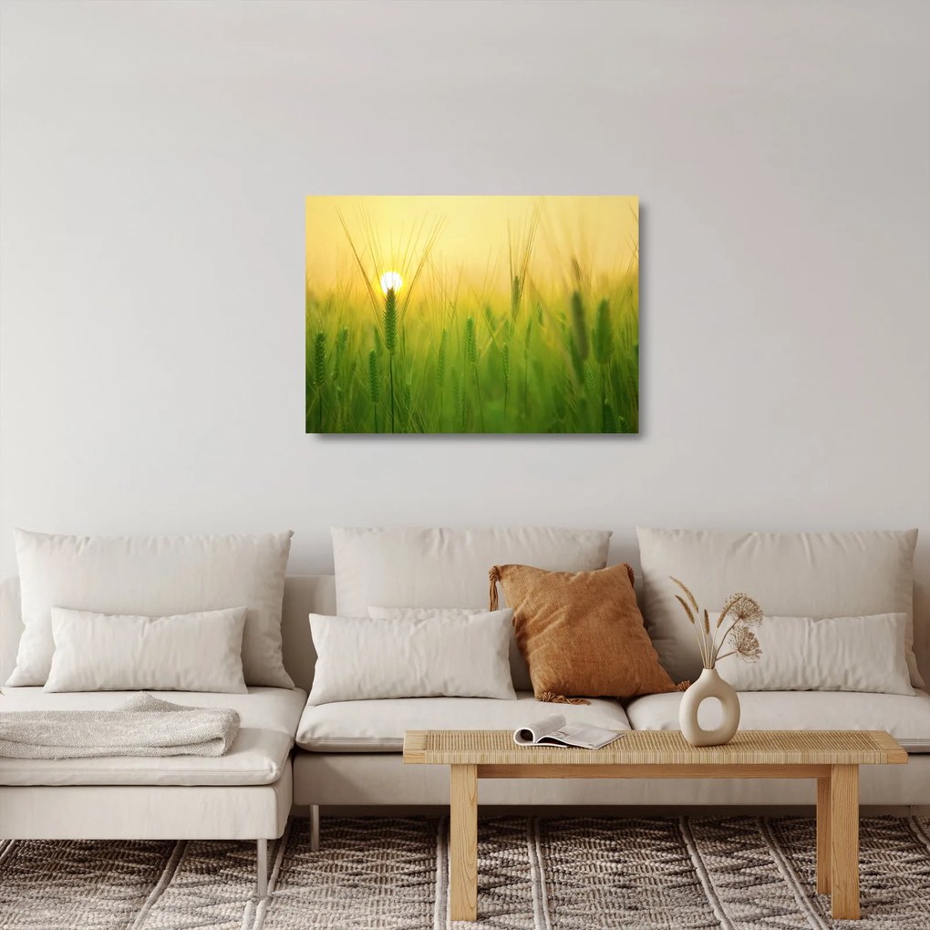 Tablou pe sticlă - Câmp cu cereale (70x50 cm)