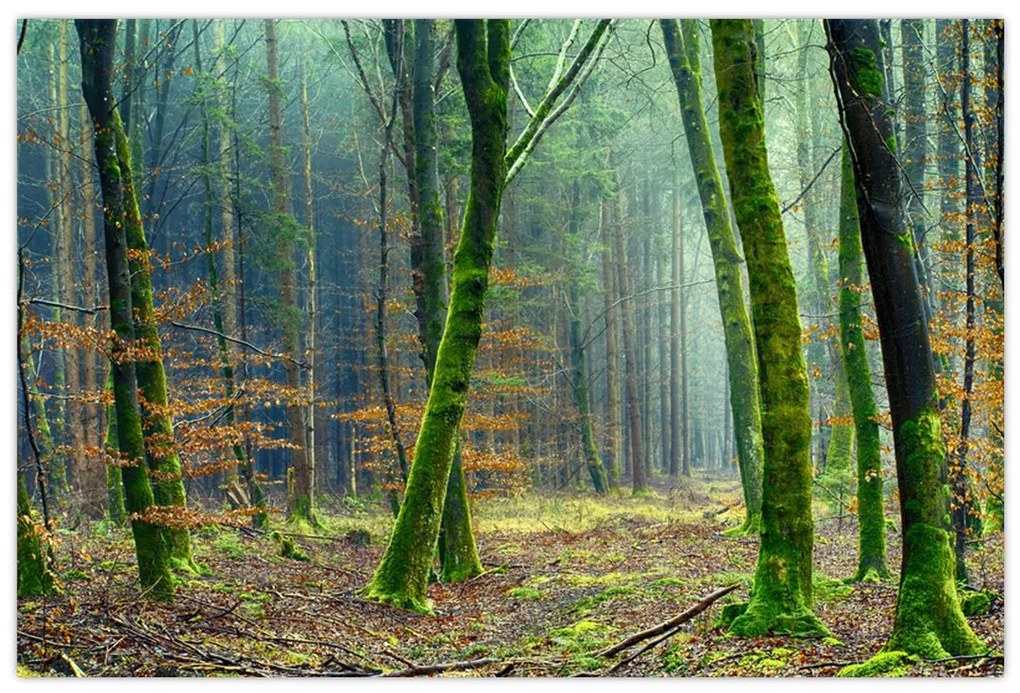 Tablou cu pădure (90x60 cm)