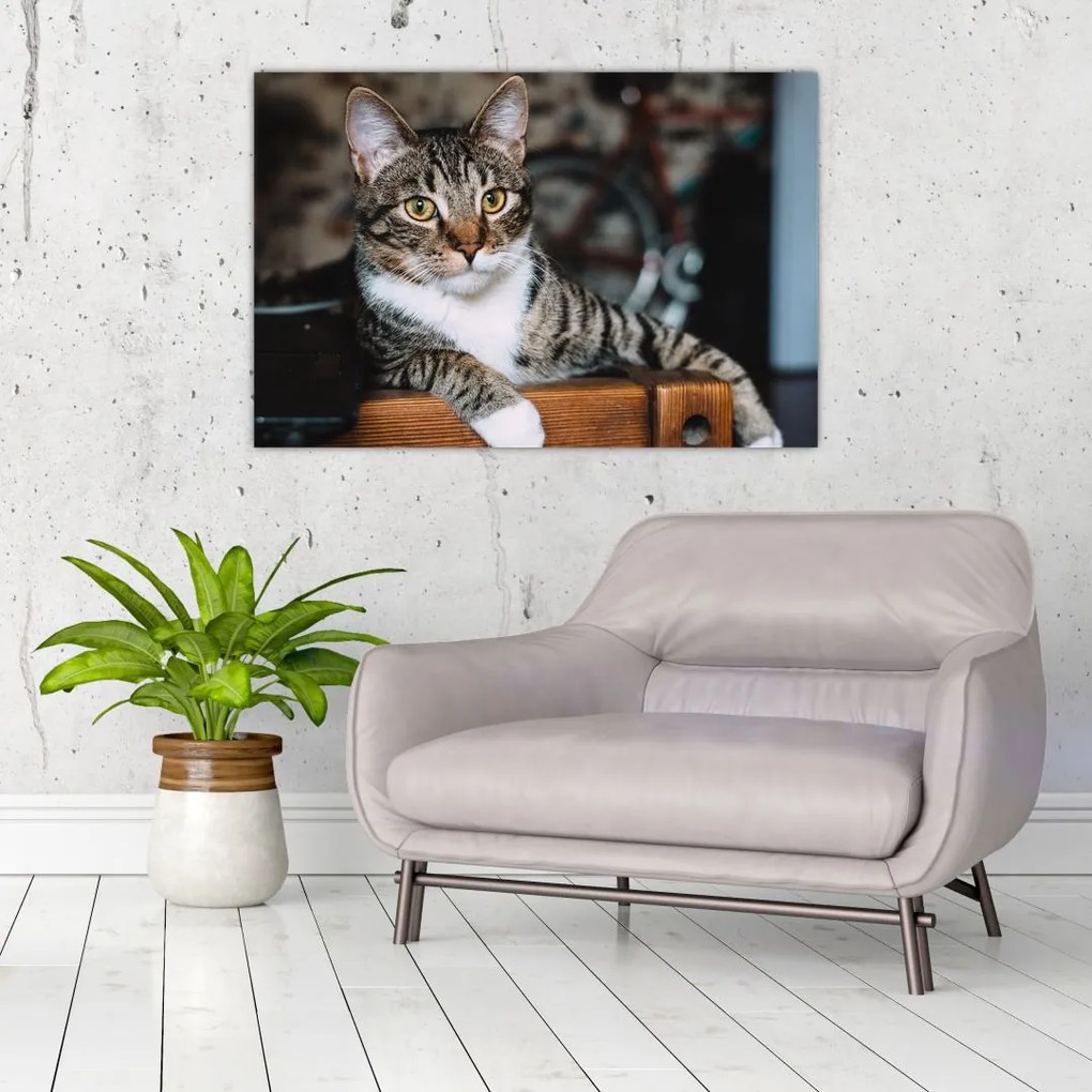 Tablou cu pisica (90x60 cm)