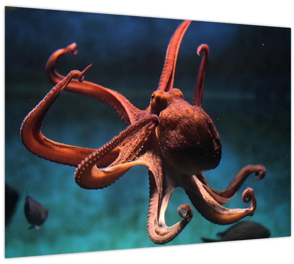 Tablou - Caracatiță (70x50 cm)