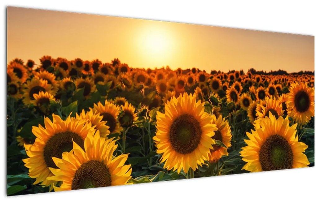 Tablou - Floarea soarelui (120x50 cm)
