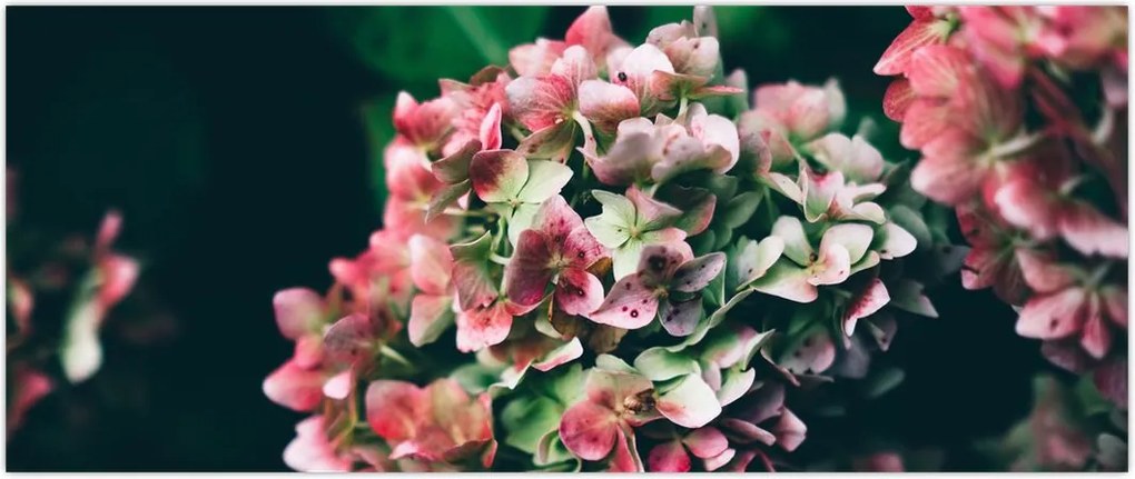 Tablou - Hortensie (120x50 cm)