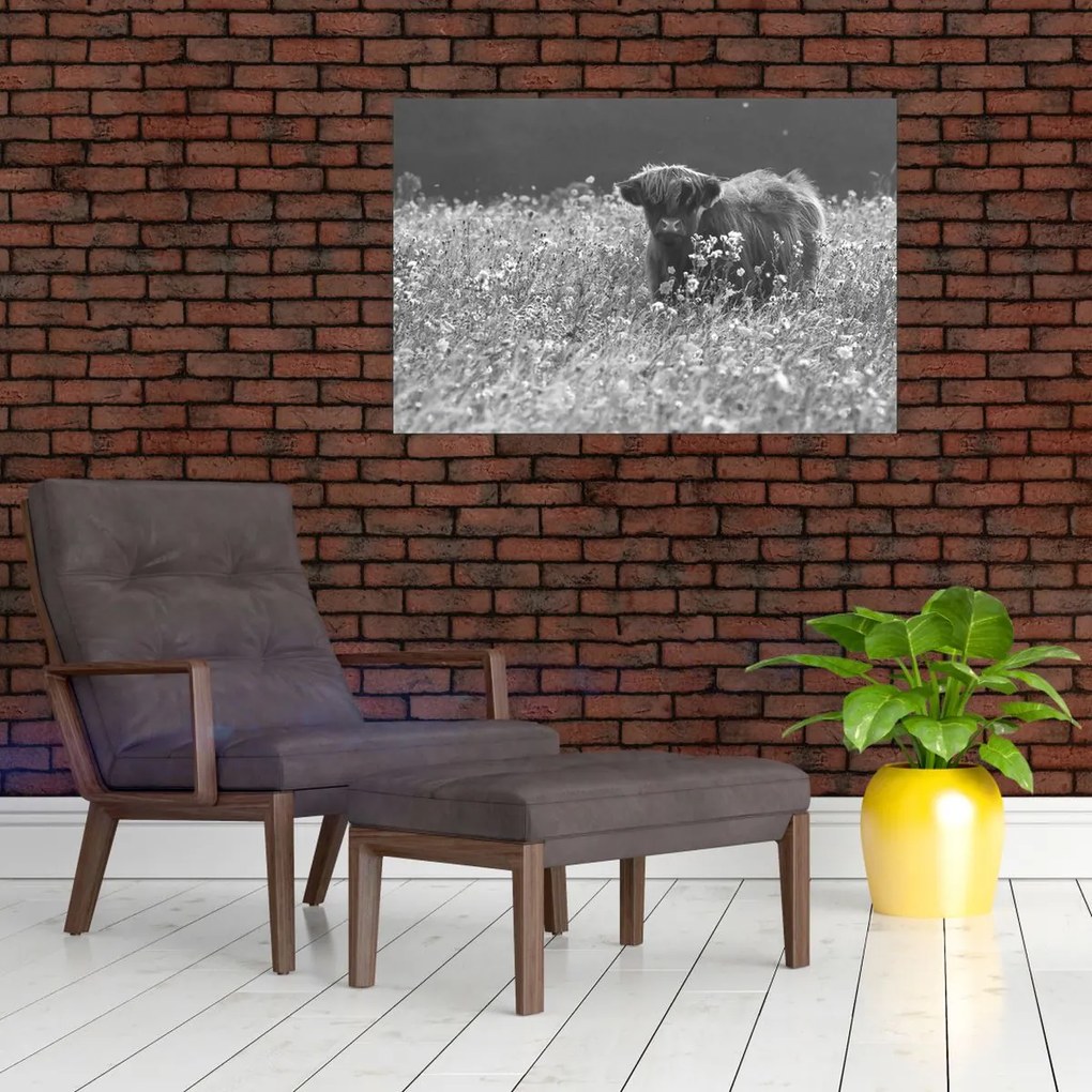 Tablou - Vacă scoțiană 5,alb-negru (90x60 cm)