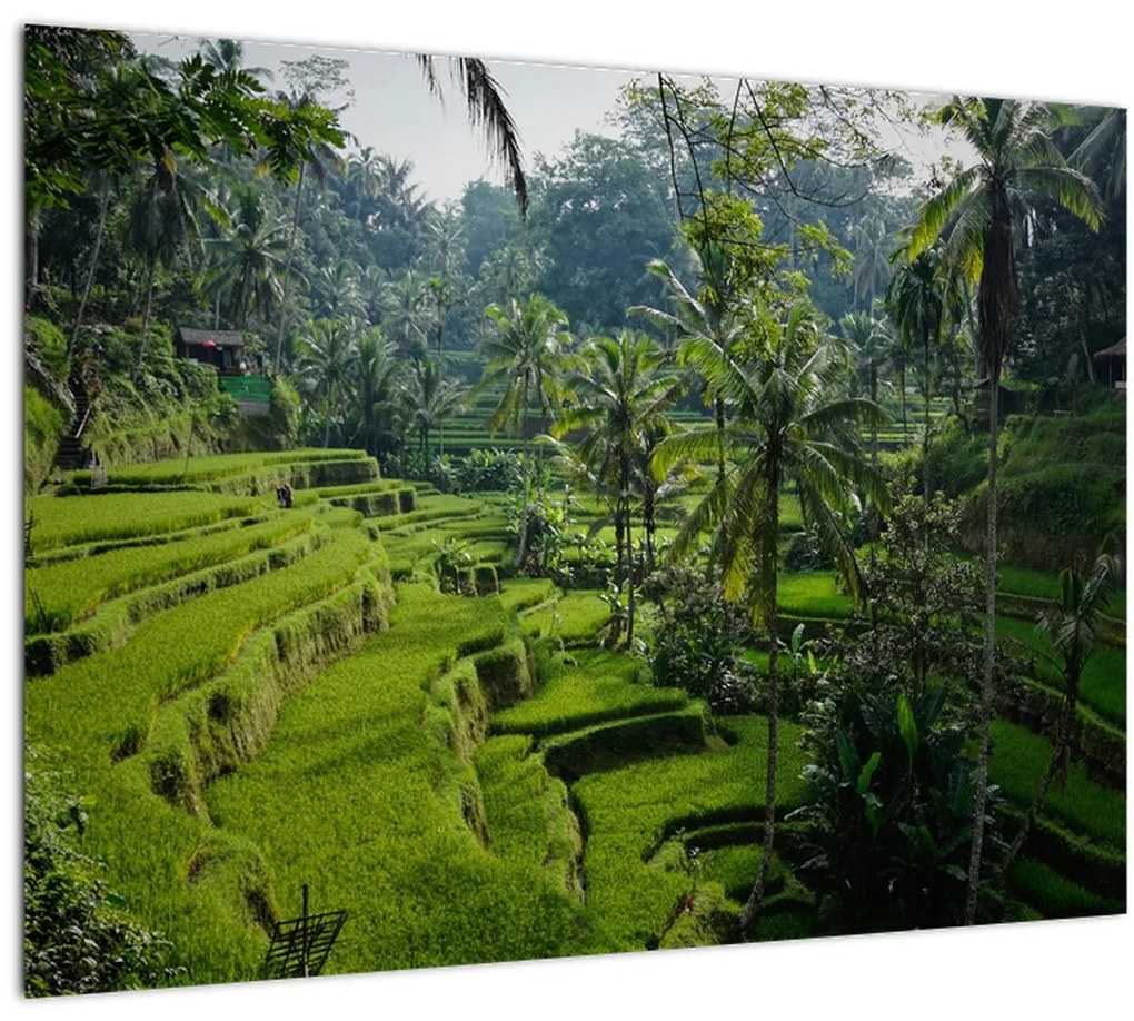 Tablou cu terasele cu orez Tegalalang, Bali (70x50 cm)