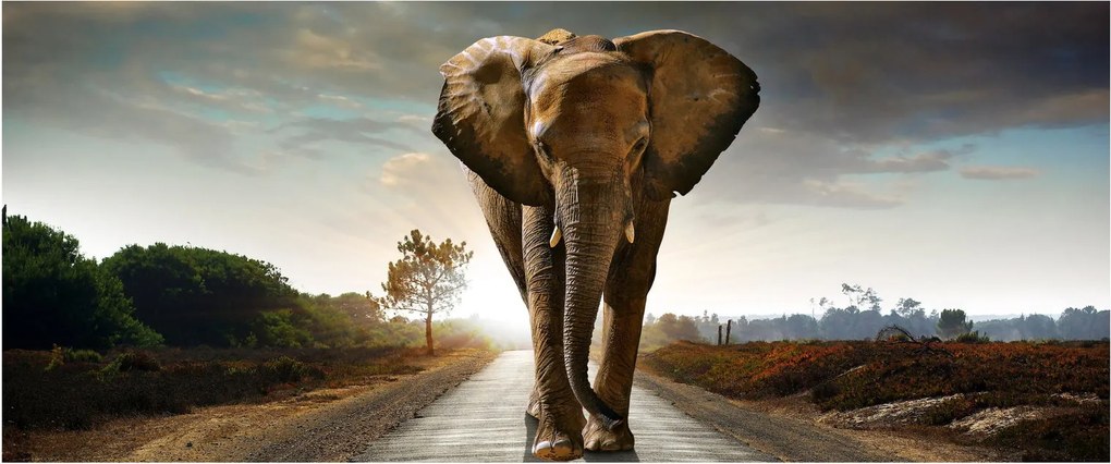 Tablou cu elefant (120x50 cm)