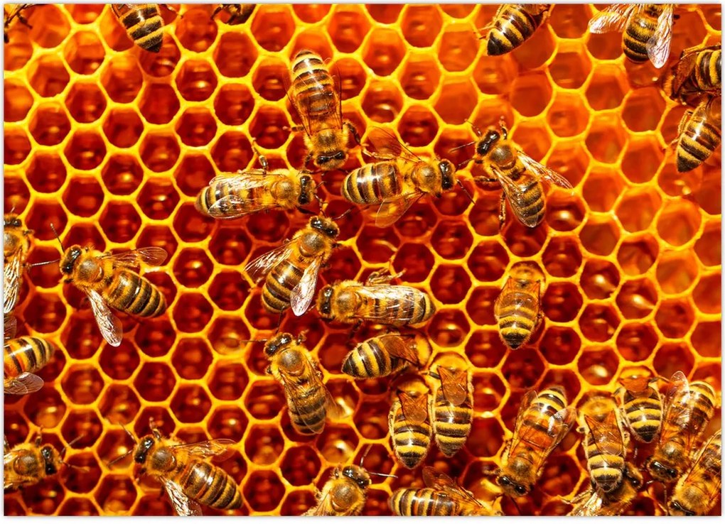 Tablou - Fagure de miere (70x50 cm)