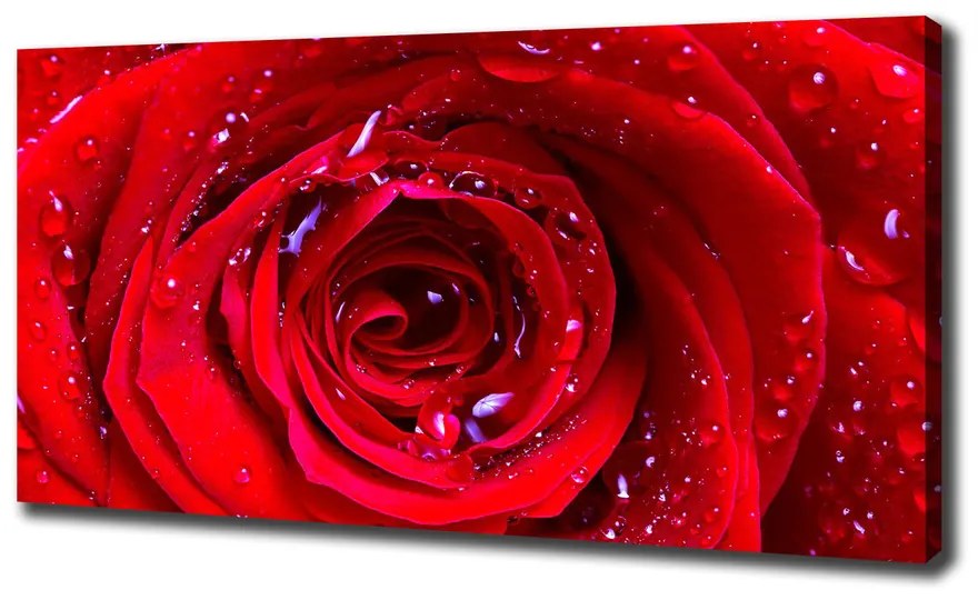 Imprimare tablou canvas Trandafir