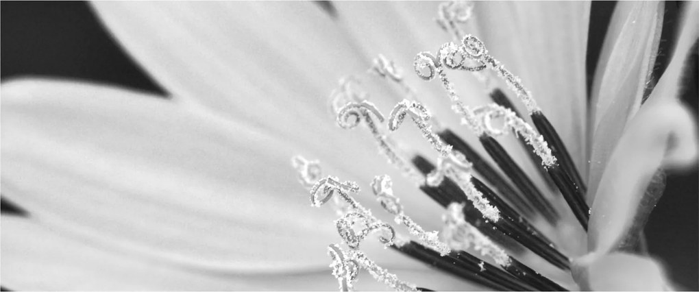 Tablou - Floare albă și neagră (120x50 cm)