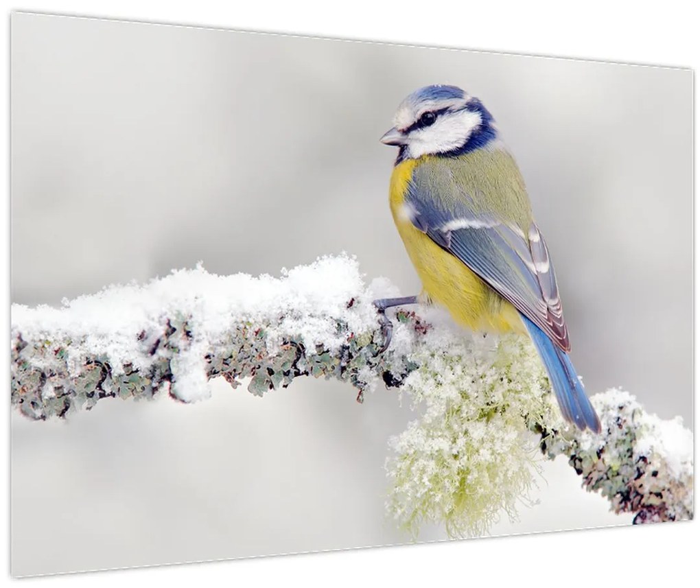 Tablou - Tit albastru în pădure (90x60 cm)