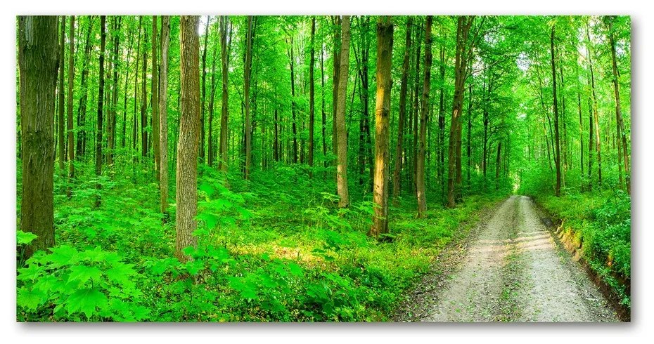 Tablou sticlă acrilică Copaci în pădure